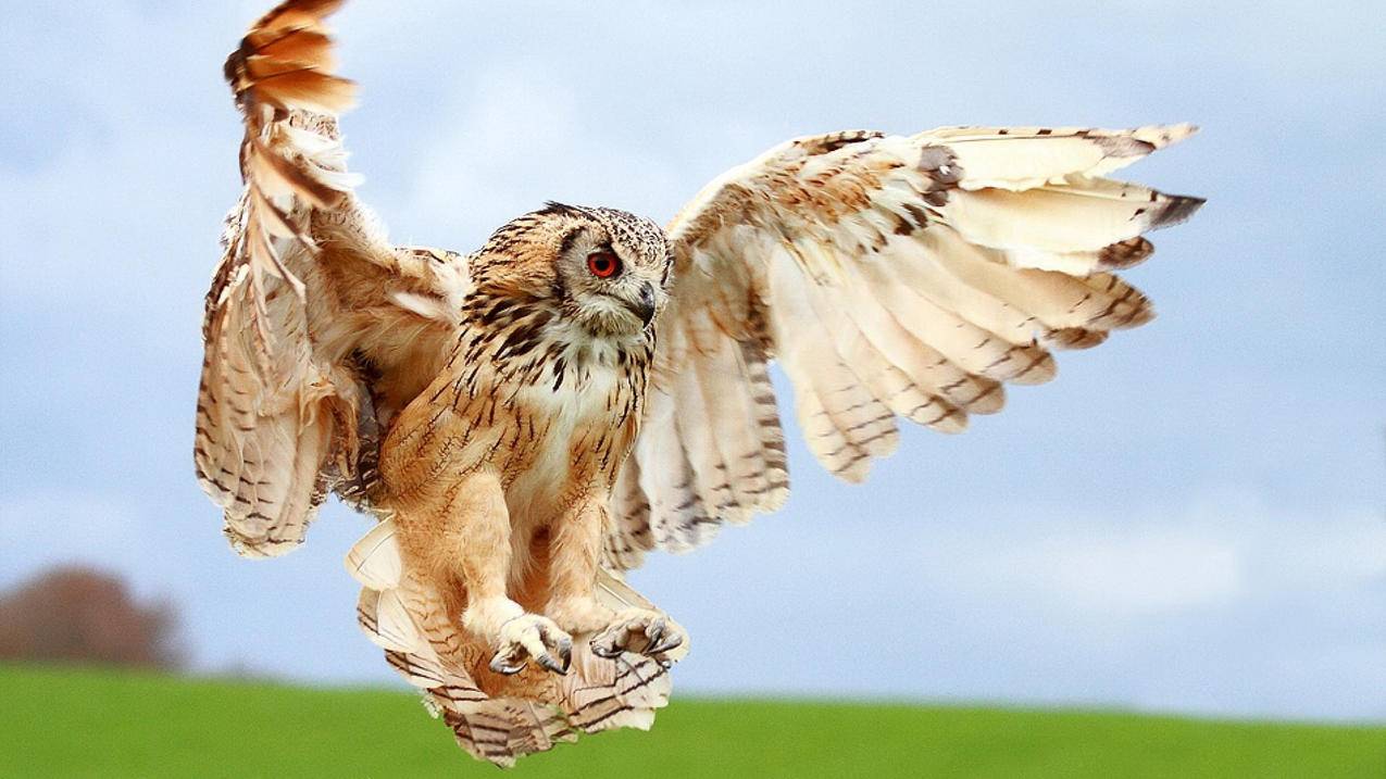 hero-image